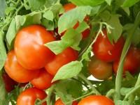 ripe tomatoes on the vine