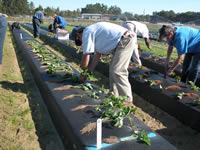 People planting fresh dugs