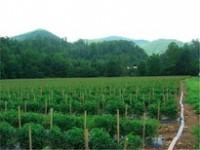 Field of staked tomato plants