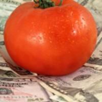 Ripe tomato sitting on dollar bills