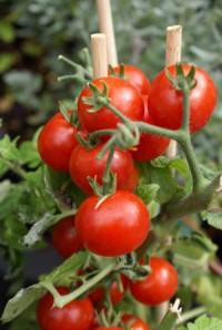 Cluster of ripe tomatoes on the vine