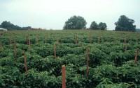 tomato field