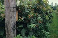 Trellising blackberries and raspberries