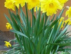 Cluster of yellow daffodil flowers with green leaves growing from soil