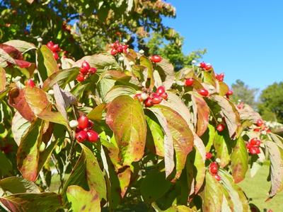 Dogwood with berries