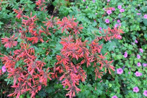 hummingbird mint and perennial geranium
