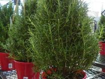 Rosemary plant
