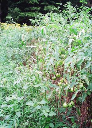 This tomato crop has lost its lower leaves to fungal diseases. The weeds growing adjacent to the crop row have likely prolonged leaf wetness from morning dew, thus providing a more favorable environment for fungal growth on the tomato foliage. From Mark Schonbeck, Virginia Association for Biological Farming.