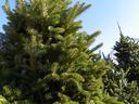 Green fir tree with dense branches against a clear blue sky