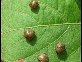 kudzu bug adults
