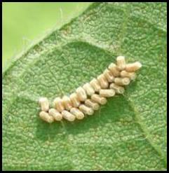 Kudzu bug egg masses