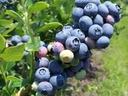 Blueberry plants.