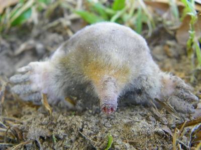 Eastern mole