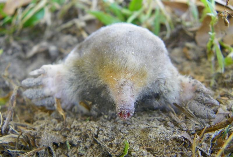 Eastern mole