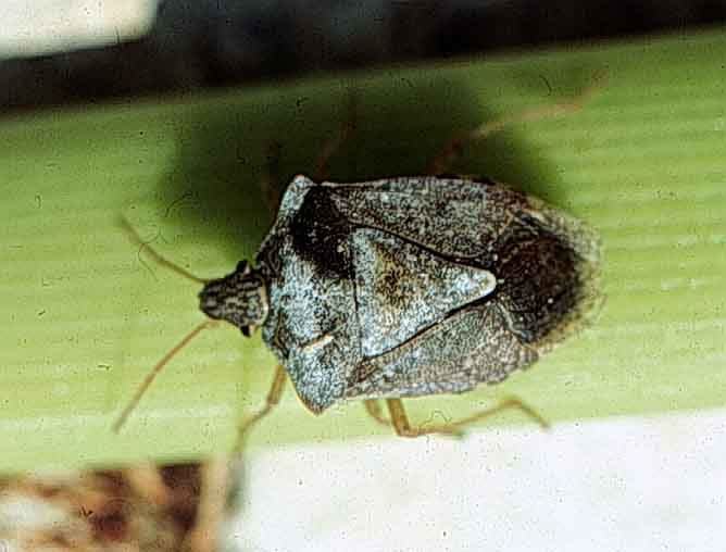 Brown_stink_bug