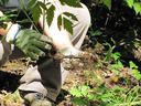 black cohosh root