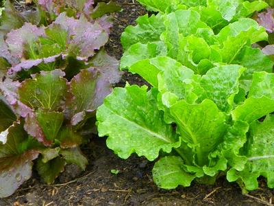 Lettuce plants