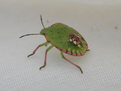 Green shield bug nymph with pink-edged abdomen walking on white fabric