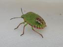 Green shield bug nymph with pink-edged abdomen walking on white fabric