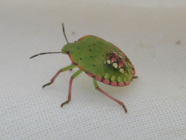 Southern green stink bug nymph