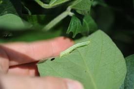 Soybean Looper Larva on a leaf