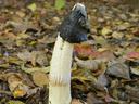 stink horn
