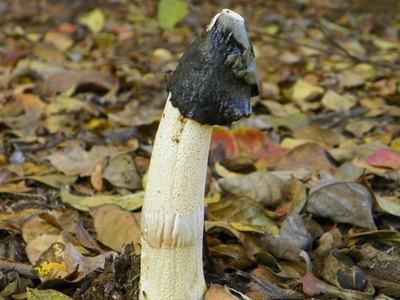 stink horn