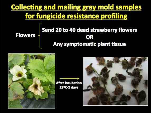 collecting sample