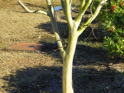 Incorrectly pruned crape myrtle