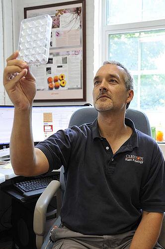 Dr. Schnabel examining 24-plate assay