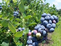 Blueberry fruit