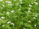 Buckwheat plants with green heart-shaped leaves and small white clustered flowers