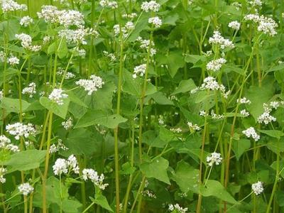 Buckwheat plants with green heart-shaped leaves and small white clustered flowers