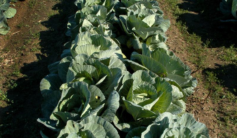 Cabbage Production and Management - Vegetable Production | NC State ...