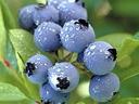 blueberryplant