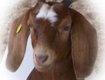 Brown goat with long floppy ears, white forehead patch, yellow ear tag and neck chain.