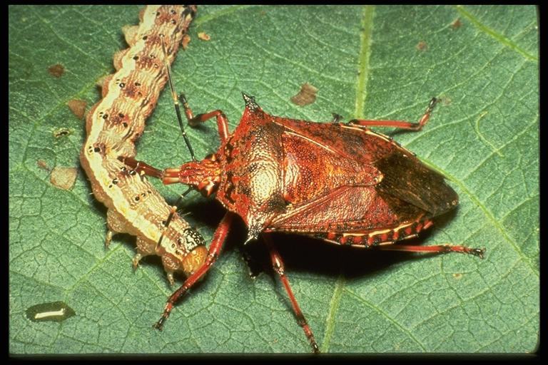 Brown-red stink bug piercing a caterpillar on a green leaf
