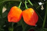 orange peppers