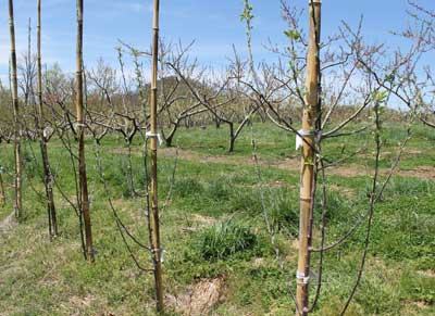 apple saplings