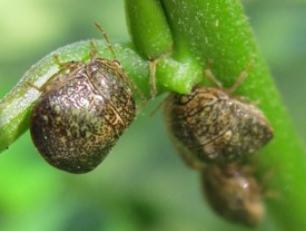 Kudzu bugs