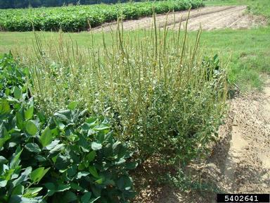 Dense patch of tall weedy stalks at field edge beside soybean plants and a dirt path