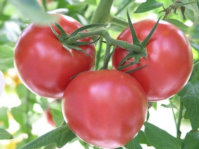 Three ripe red tomatoes attached to a vine among green leaves