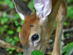 Fawn grazing on green leaves in forest undergrowth