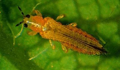 Criples Insect Thrips: Biology and Rose Pests - Entomology
