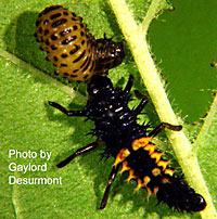 Larval lady beetle preying on bean leaf beetle larvae