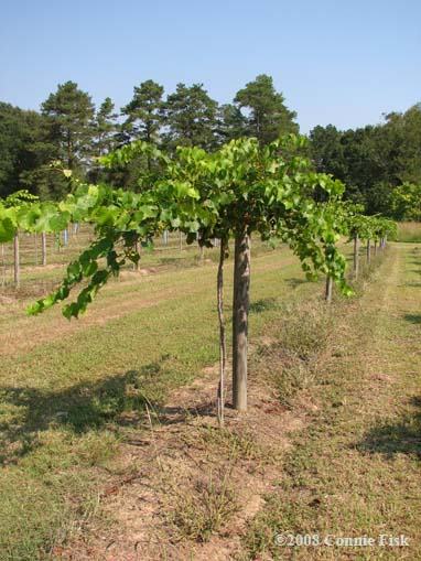 muscadine_vine
