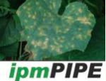 ipm Pipe pest information platform for extension and education