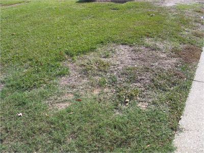 Patchy lawn with brown bare spots beside a concrete sidewalk