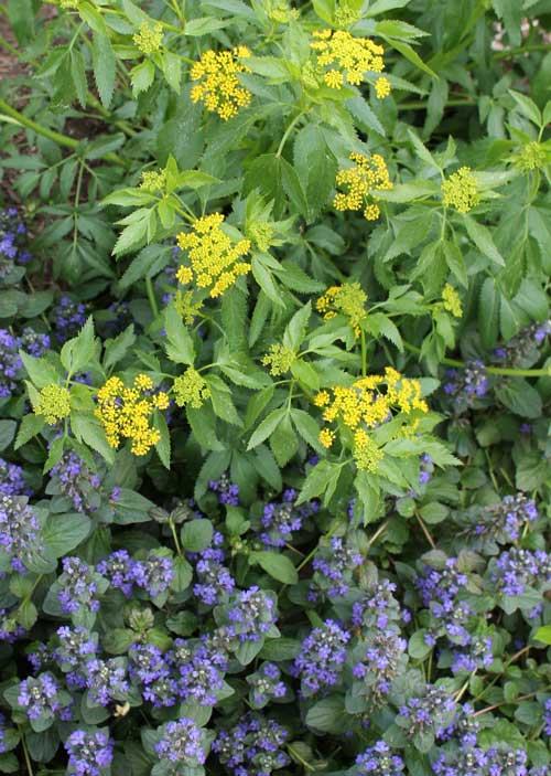 pollinator garden plants