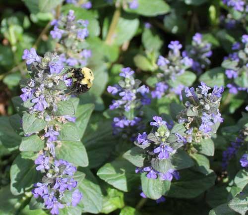 bugleweed